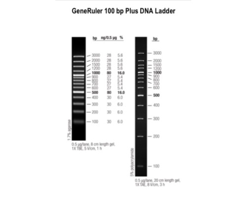 Маркер длин ДНК GeneRuler 100 bp Plus, 14 фрагментов от 100 до 3000 п.н., 0,5 мкг/мкл, Thermo FS