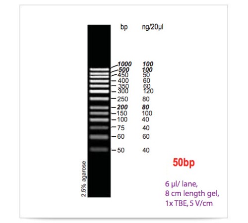 Маркер длин ДНК GeneRuler 50 bp, 13 фрагментов от 50 до 1000 п.н., 0,5 мкг/мкл, Thermo FS