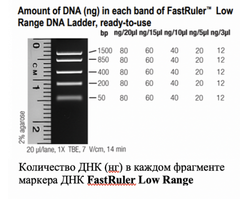 Маркер длин ДНК, FastRuler Low Range, 5 фрагментов от 50 до 1500 п.н., готовый к применению, Thermo FS